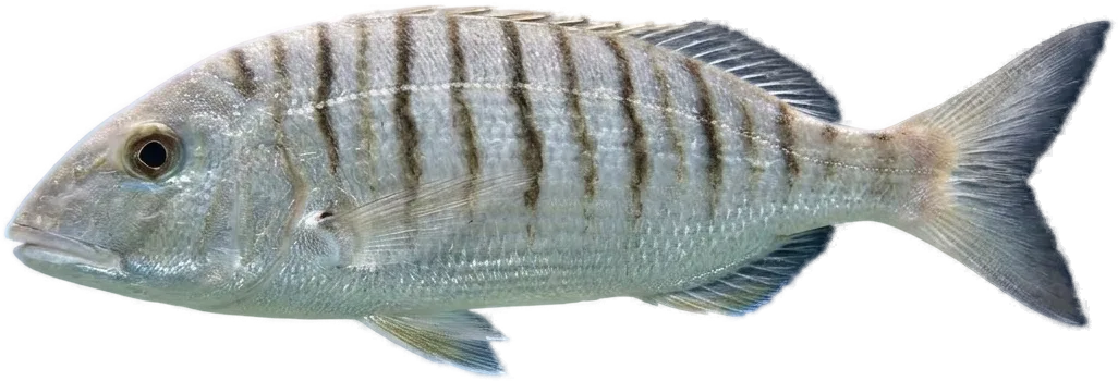 Herrera (Lithognathus mormyrus)
