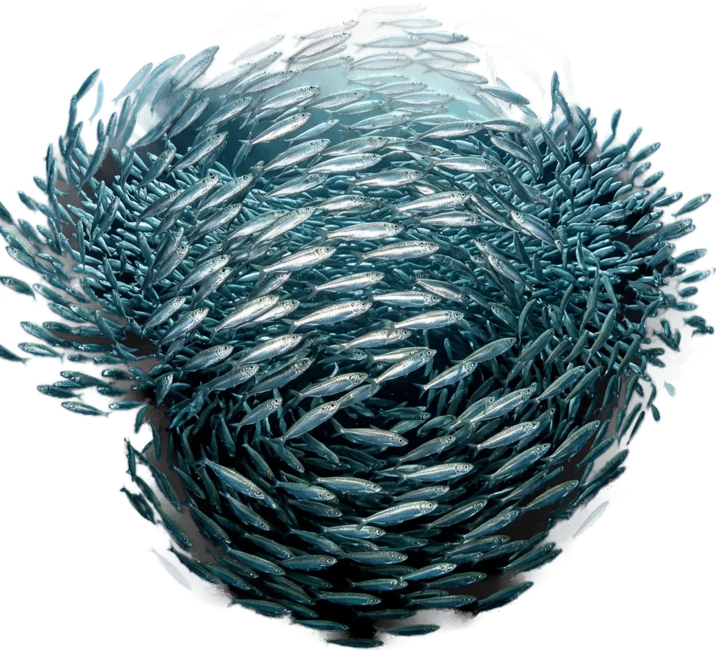 Round sardinella (Sardinella aurita)