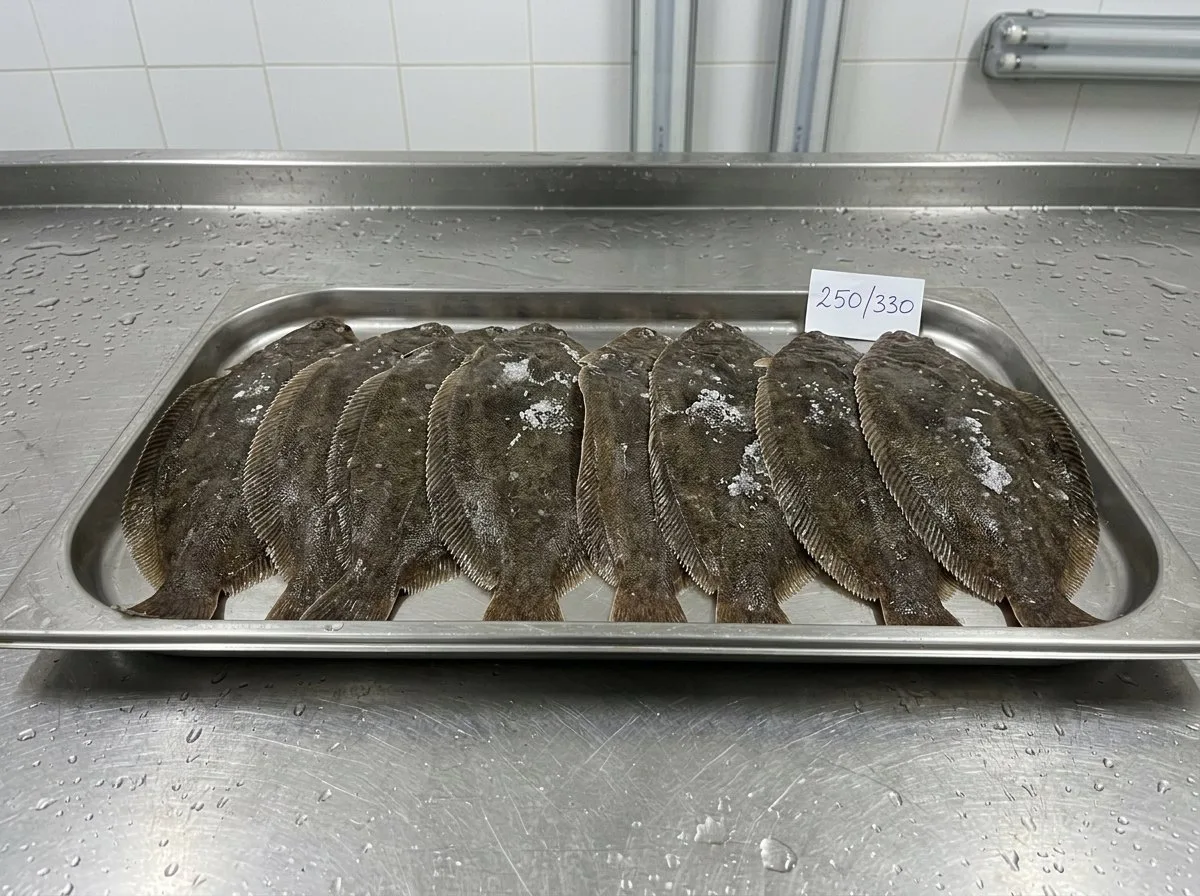 Senegalese sole (Solea senegalensis) – whole · gutted, fresh on ice by air · iqf