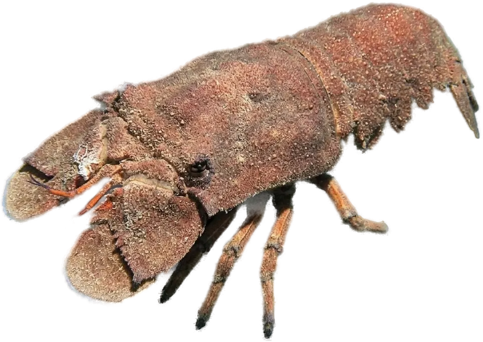 Slipper lobster (Scyllarides latus)