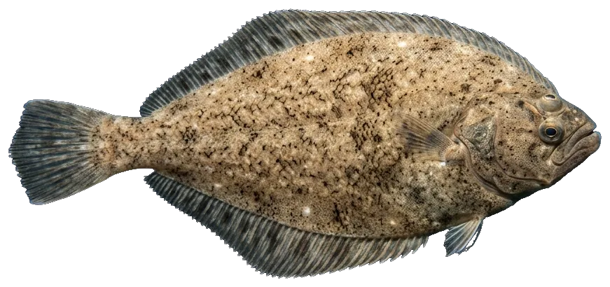 Senegalese sole (Solea senegalensis)