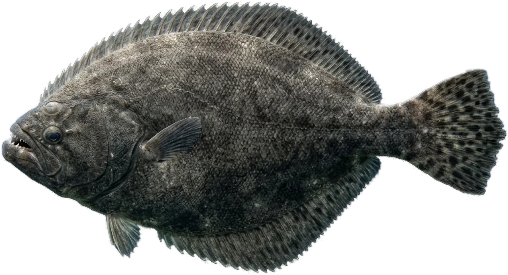 Perro (Psettodes belcheri)
