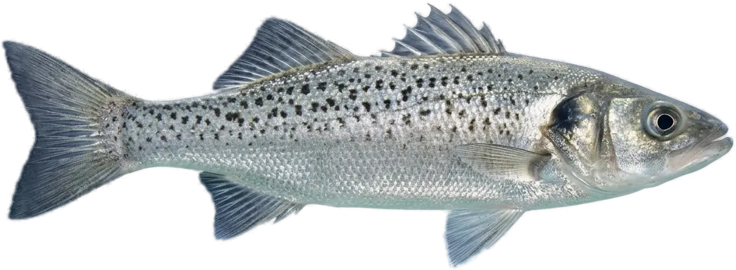 Spotted seabass (Dicentrarchus punctatus)