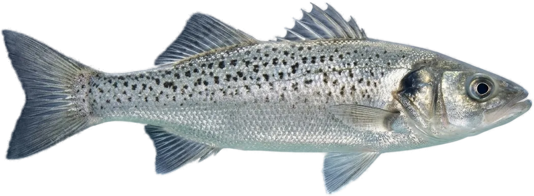 Baila (Dicentrarchus punctatus)