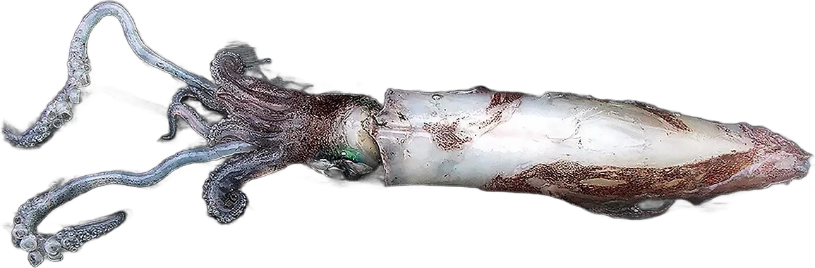 European squid (Loligo vulgaris)