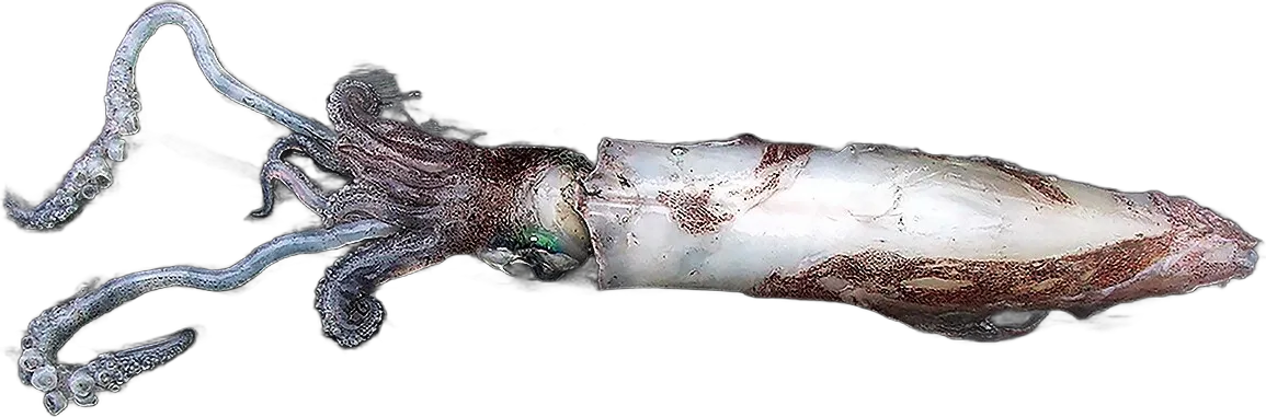European squid (Loligo vulgaris)