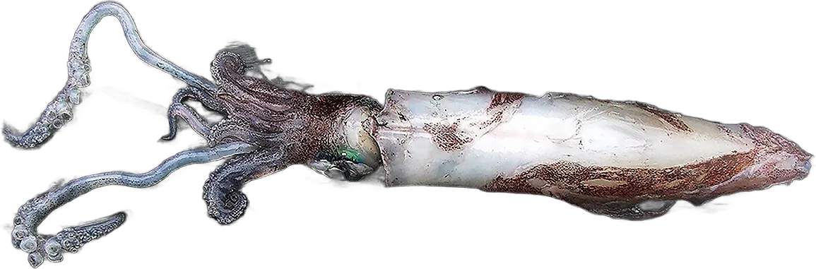 European squid (Loligo vulgaris)