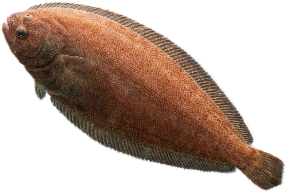 Acedía (Dicologlossa cuneata)
