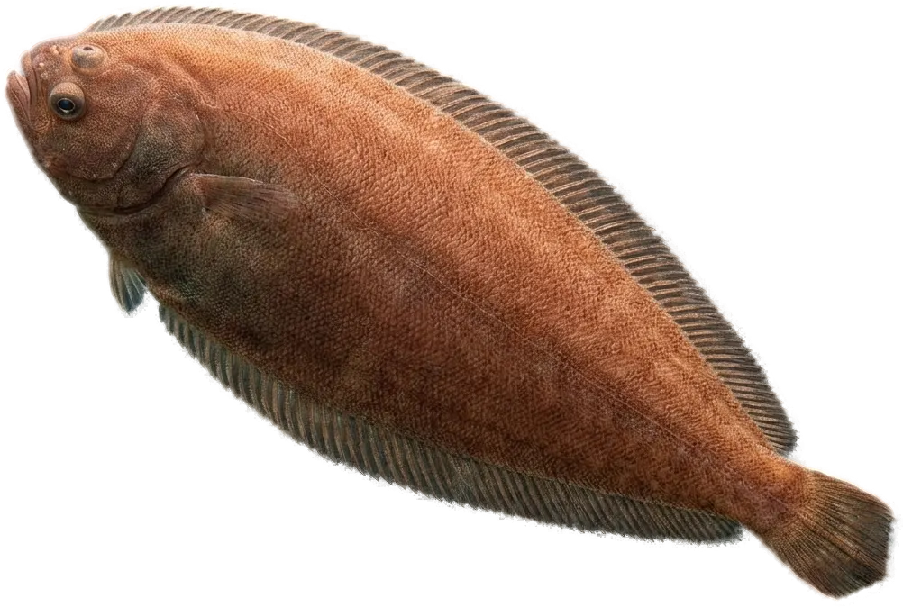 Wedge sole (Dicologlossa cuneata)