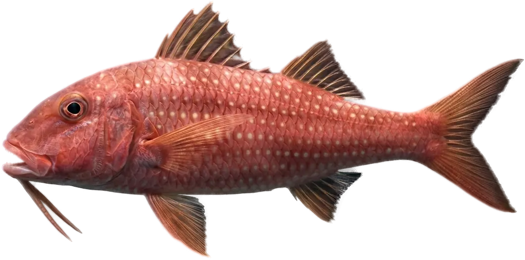 ヒメジ類（ルジェ） (Pseudupeneus prayensis)