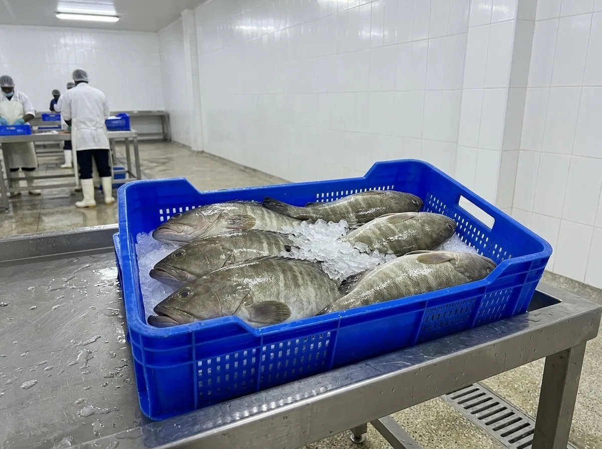 White grouper (Epinephelus aeneus) – whole · gutted, fresh on ice by air · frozen whole