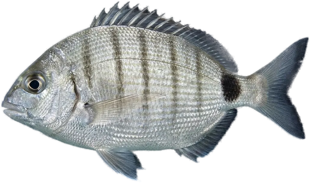White seabream (Diplodus sargus)